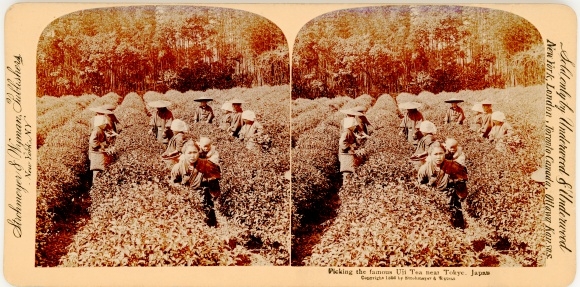 Stereo Photo Japan, Picking the famous Uji Tea near Kyoto, Teepflücker
