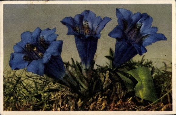 Postcard Gentiana acaulis, Stemless Gentian