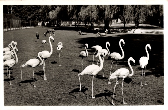 Postcard Hellabrunn Munich Bavaria, zoo, flamingos