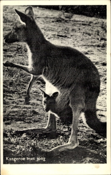 Postcard kangaroo with young animal