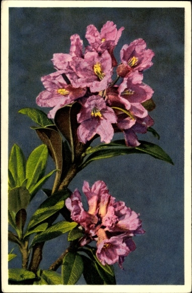 Postcard Rhododendron ferrugineum, rust-leaved alpine rose
