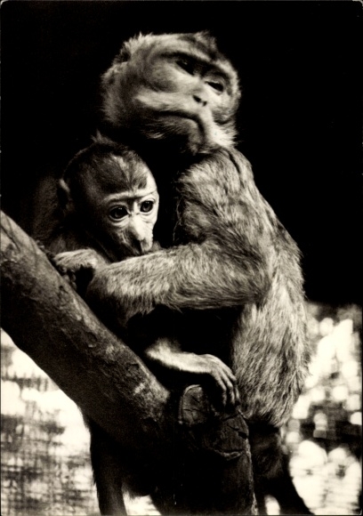 Postcard Javan monkey with young, Tierpark Pelzmühle Reichenbrand Chemnitz in Saxony