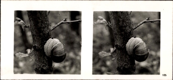 Stereo photo From the forest community, vineyard snail