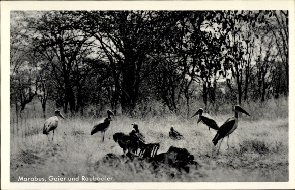Postcard German Southwest Africa Namibia, marabous, vultures, tawny eagles