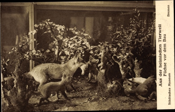 Postcard Bremen, Municipal Museum of Natural, Ethnological and Commercial Studies, foxes in front of the building