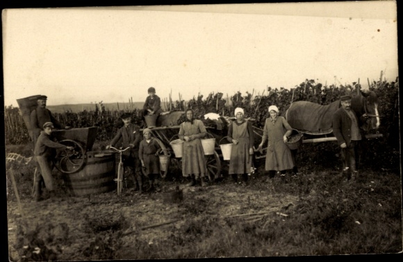 Foto Ak Kirchheim am Neckar, Weinanbau, Weinlese, Fuhrwerk, Familie Kloog Büchele