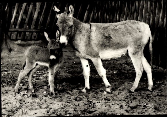Postcard Tierpark Berlin, donkey, mare and foal