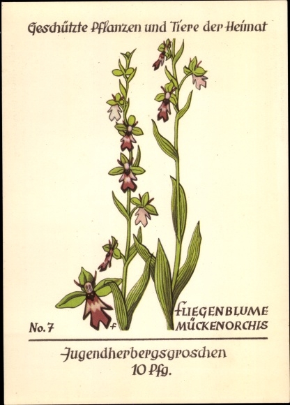 Postcard Protected plants and animals of the homeland 7, youth hostel pennies, fly flower, mosquito orchid