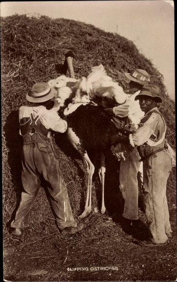Postcard Clipping Ostriches, cutting ostriches, three men