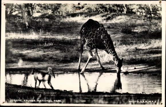 Postcard South Africa, Kruger National Park, Giraffe