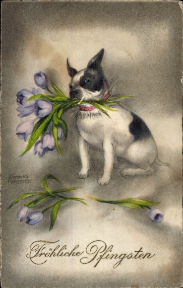 Künstler Ak Petersen, H., Glückwunsch Pfingsten, Französische Bulldogge mit Blumen