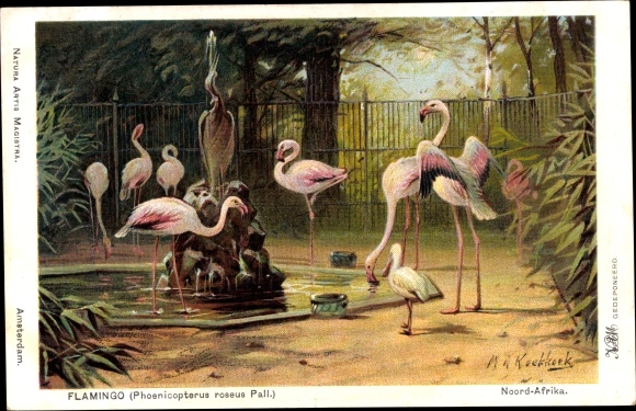 Artist Postcard Koekkoek, MA, Flamingo, Phoenicopterus roseus Pall.