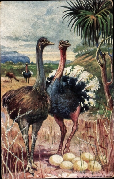 Artist Postcard Baumgarten, E. von, ostriches in South West Africa, ostrich eggs, German colonial areas