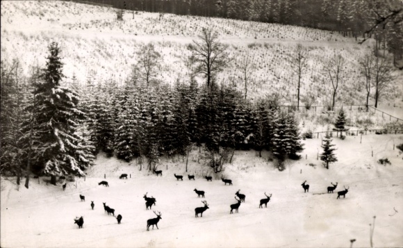 Postcard Bad Berleburg in Westphalia, wild feeding in the Wittgenstein Forest, Forsthaus Ihrige, winter