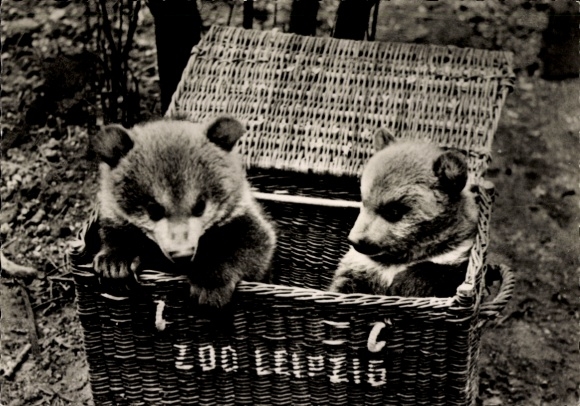 Ak Leipzig in Sachsen, Zoo, Junge Braunbären