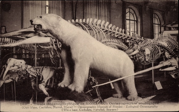 Postcard Monaco, Musee Oceanographique, polar bear, animal skeletons