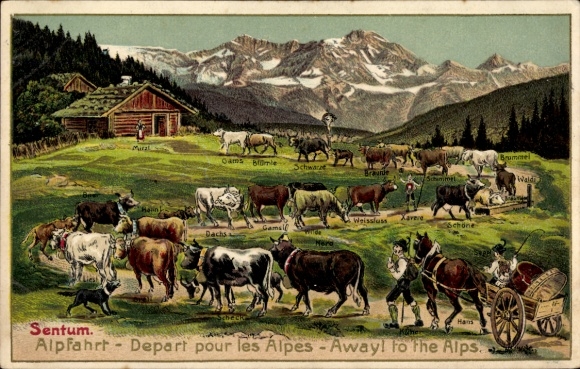 Präge Ak Schweiz, Alpfahrt, Départ pour les Alpes, Kühe