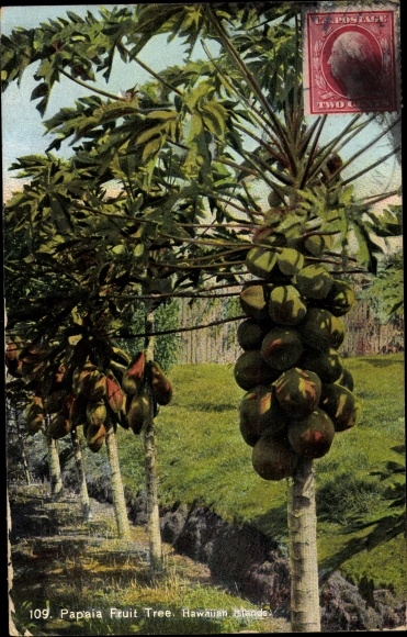 Ak Hawaï de V.S., Papaia Fruitboom