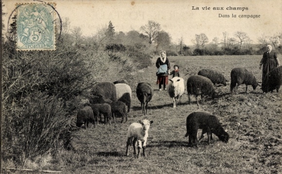Ak La vie aux champs, Dans la campagne, Schafherde