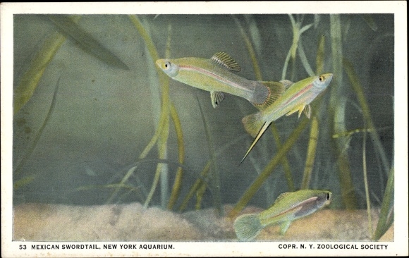 Postcard New York City USA, Mexican Swordtail, Aquarium