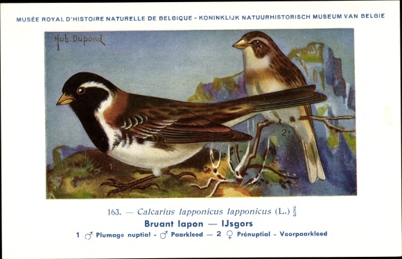 Kunstenaar Ak Dupond, Hub., Bruant Iapon, IJsgors, nr. 163