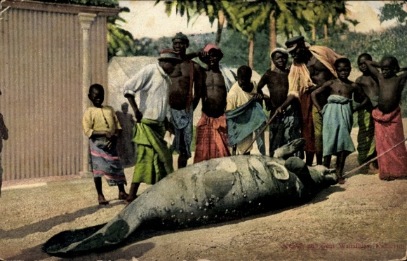 Ak Afrika, Afrikaner, Erlegtes Fisch, Walfang