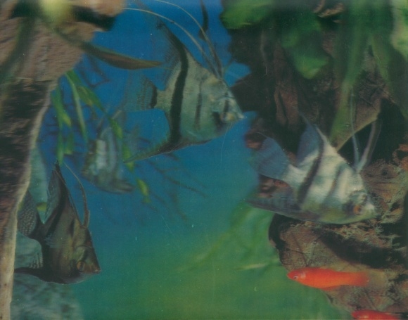 Postcard fish in the aquarium
