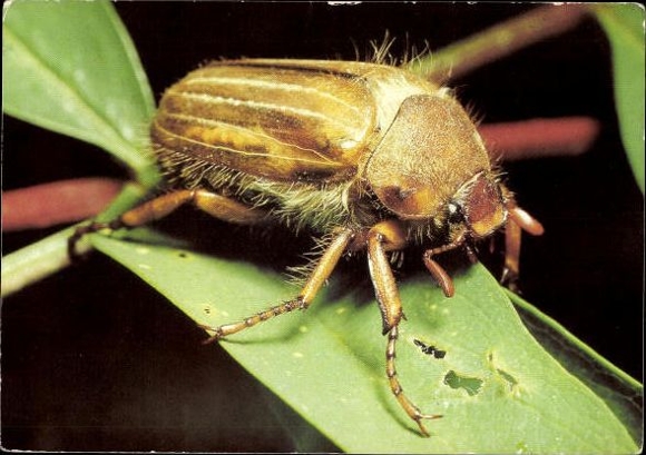 7 old Postcard beetles and other insects, various views