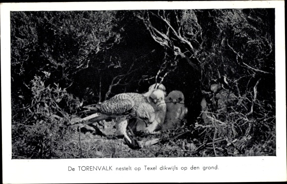 Postcard Young kestrels in the nest