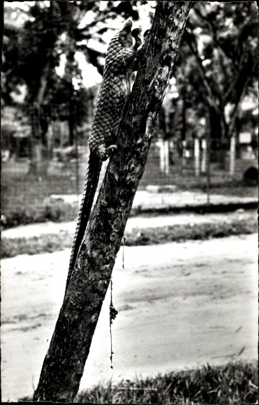 Postcard Kinshasa Léopoldville DR Kongo Zaire, Tree Pangolin