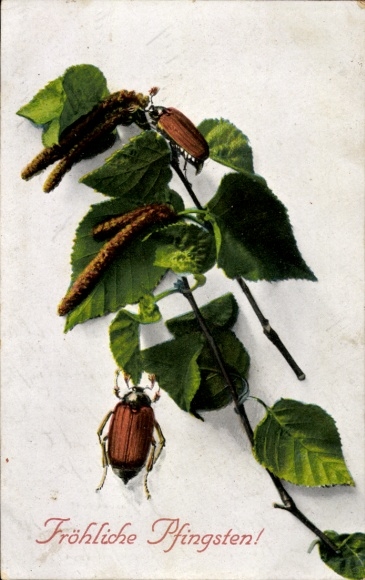 Postcard Congratulations, Pentecost, Maybug