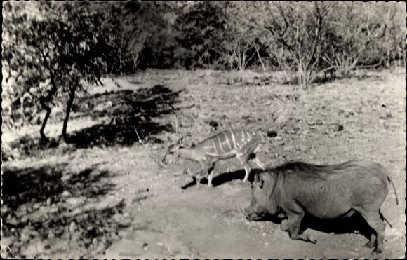 Postcard Warthog and Bushbuck