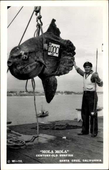 Ac Santa Cruz California USA, Mola Mola Century Old Sunfish