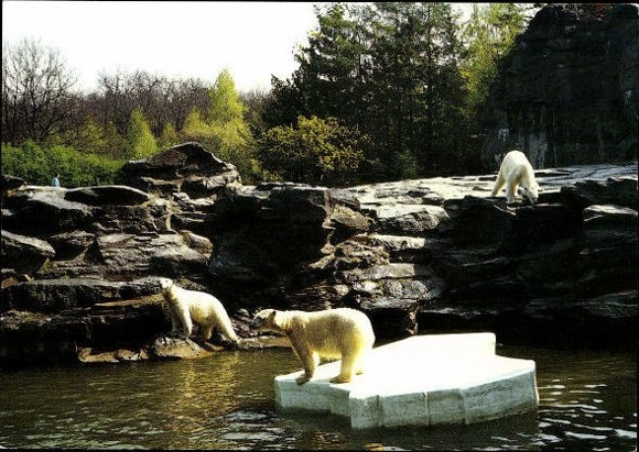13 old PCs of various zoo animals, polar bears, pandas, foxes