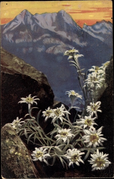 Postcard Nenke and Ostermaier, alpine flora, edelweiss, Leontopodium alpinum, photochromia