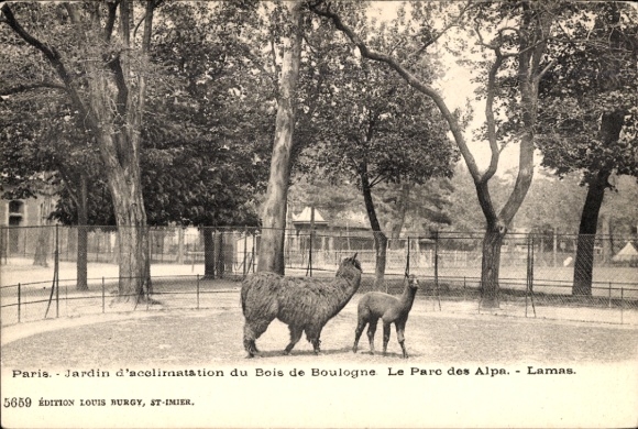 PC Paris XVI, Bois de Boulogne, Jardin d'acclimatation, llamas