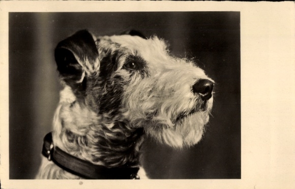 Postcard Terrier, dog, animal portrait