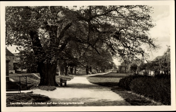 Postcard Laucha on the Unstrut, linden trees on the lower promenade