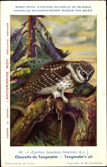 Artist Postcard Dupond, Hub., Owl with caught mouse on a branch