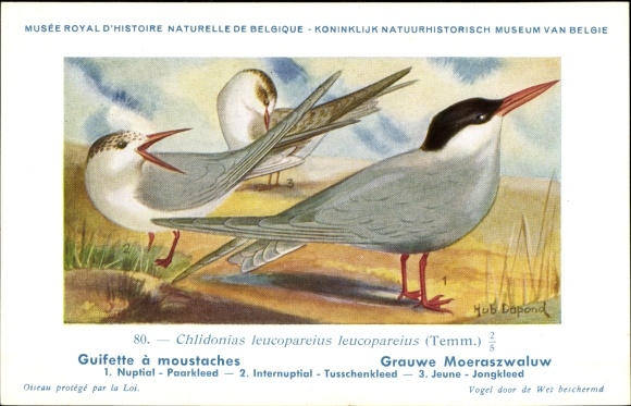 Artist PC Dupond, Hub., Chlidonias leucopareius leucopareius, Gray Tern