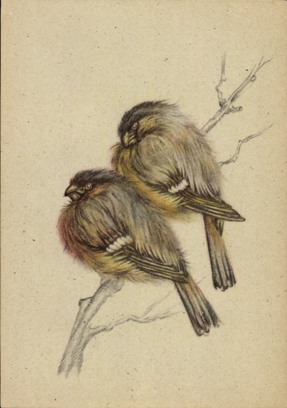 Artist Postcard Kapitzke, Gerhard, Young Bullfinches