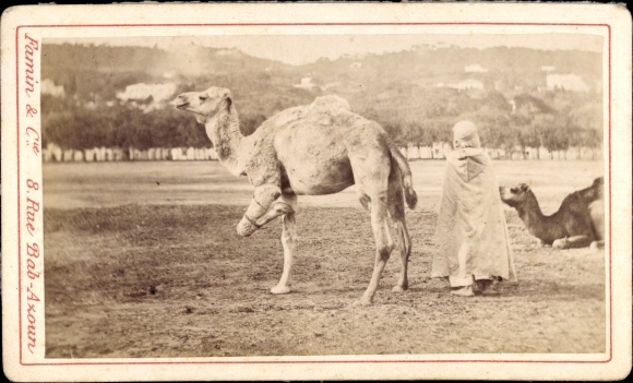 CDV Algier Alger Algerien, um 1880, Rue Bab Axoun, Kameltreiber, Famin &amp; Company