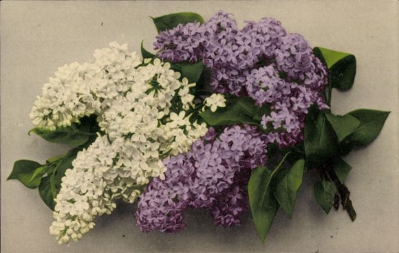 Postcard purple and white lilac
