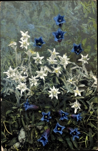 Postcard Nenke and Ostermaier series 507, edelweiss, gentian, Leontopodium alpinum, Gentiana acaulis