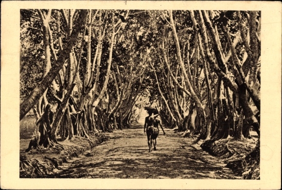 Postcard French Congo, Allee de Ficus