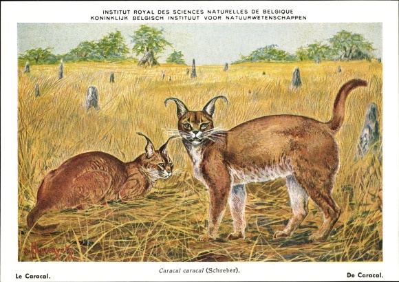 Artist PC Caracal caracal, Karakal, Institut Royal des Sciences Naturelles de Belgique