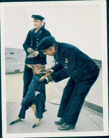 Collective picture The State of Labor and Peace, cruiser Cologne, kangaroo, mascot, Navy