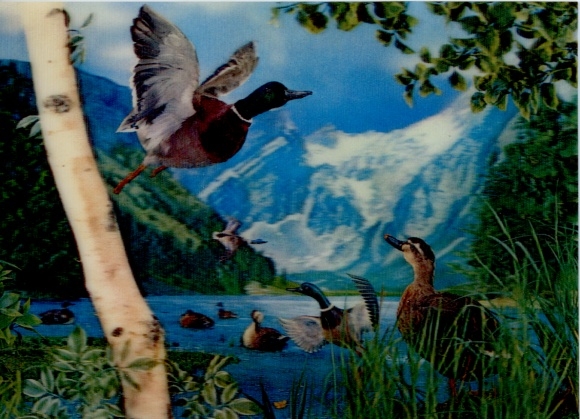 3D Ak Enten an einem Gebirgssee