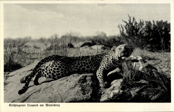 Postcard German Southwest Africa Namibia, Killed leopard at Waterberg