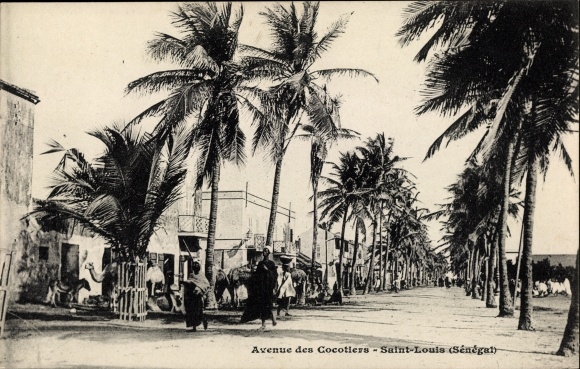KP Saint Louis Senegal, Avenue des Cocotiers, aleja palm kokosowych